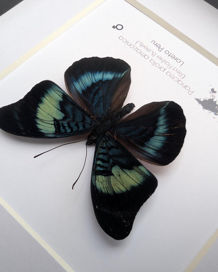 Framed Red Flasher Butterfly Taxidermy, Ethically Sourced Entomology, 6x6"
