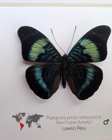 Framed Red Flasher Butterfly Taxidermy, Ethically Sourced Entomology, 6x6"
