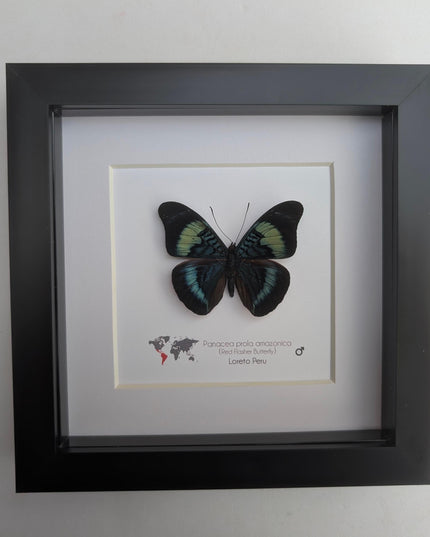 Framed Red Flasher Butterfly Taxidermy, Ethically Sourced Entomology, 6x6"
