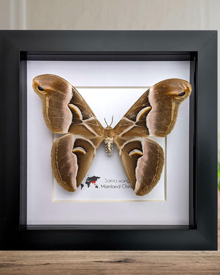 Framed samia wangi moth: ethically sourced entomology wall art