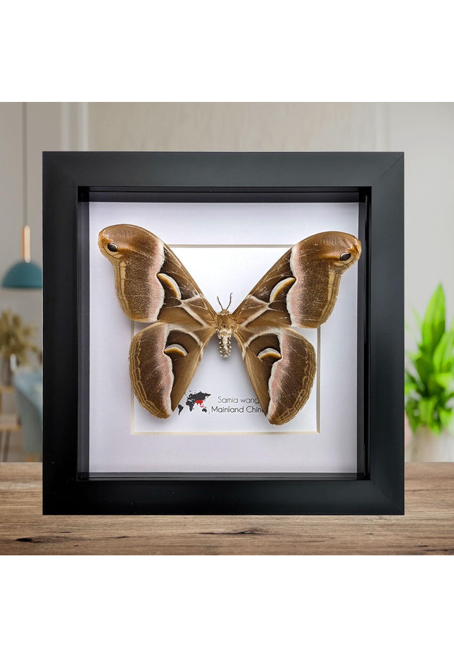 Framed samia wangi moth: ethically sourced entomology wall art