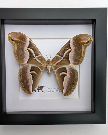 Framed samia wangi moth: ethically sourced entomology wall art