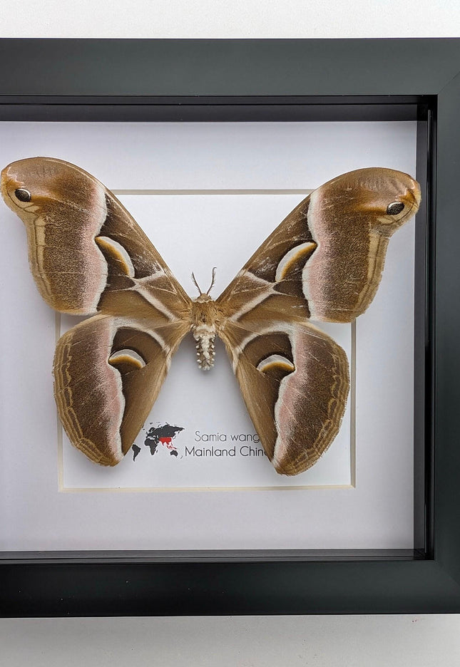 Framed samia wangi moth: ethically sourced entomology wall art