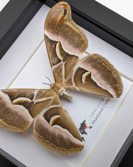 Framed samia wangi moth: ethically sourced entomology wall art