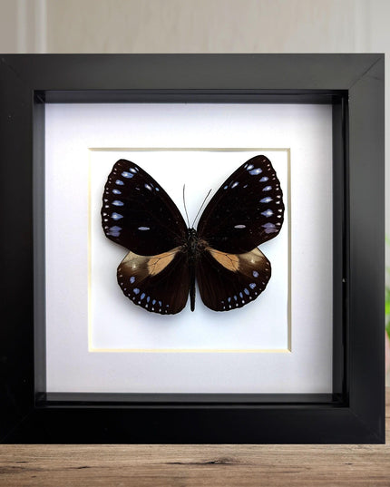 Framed Taxidermy Striped Blue Crow Butterfly, 6x6