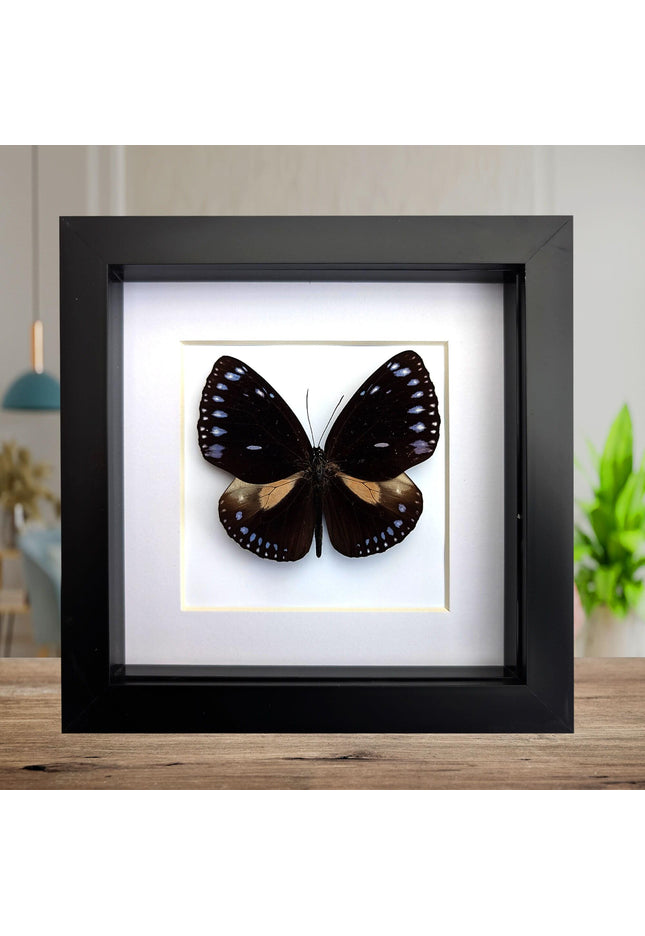 Framed Taxidermy Striped Blue Crow Butterfly, 6x6