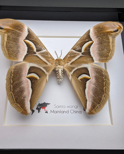 Framed samia wangi moth: ethically sourced entomology wall art