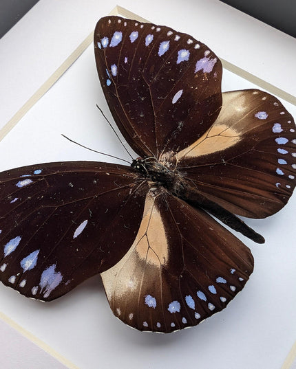 Framed Taxidermy Striped Blue Crow Butterfly, 6x6
