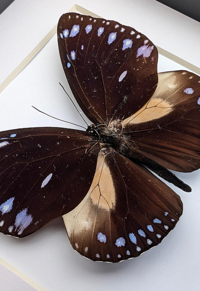 Framed Taxidermy Striped Blue Crow Butterfly, 6x6