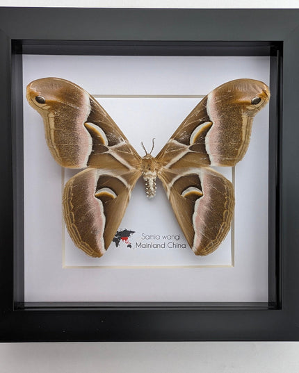 Framed samia wangi moth: ethically sourced entomology wall art