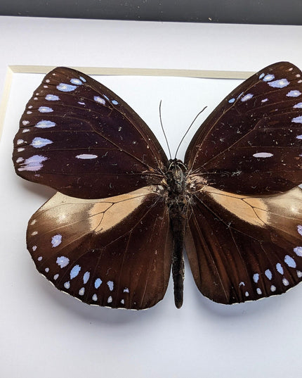 Framed Taxidermy Striped Blue Crow Butterfly, 6x6
