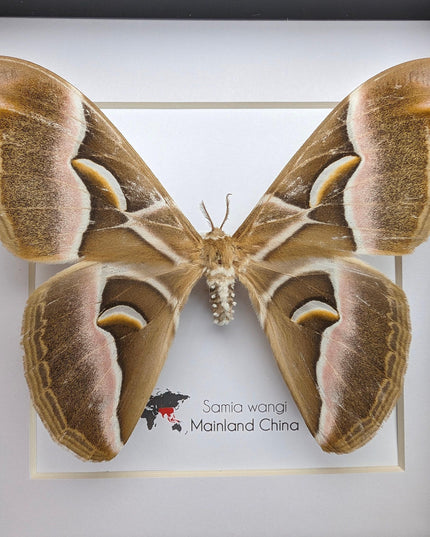 Framed samia wangi moth: ethically sourced entomology wall art