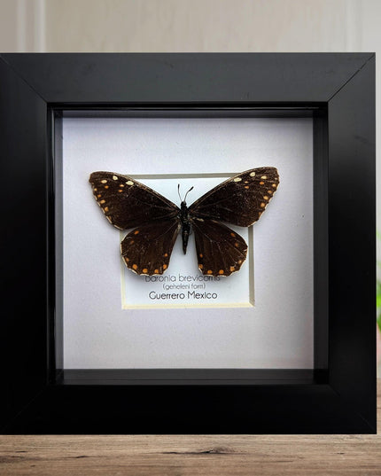Framed baronia brevicornis butterfly - veracruz, mexico (4x4 inch)