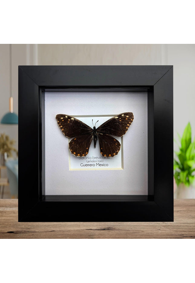 Framed baronia brevicornis butterfly - veracruz, mexico (4x4 inch)