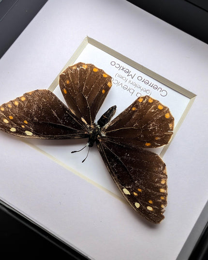 Framed baronia brevicornis butterfly - veracruz, mexico (4x4 inch)