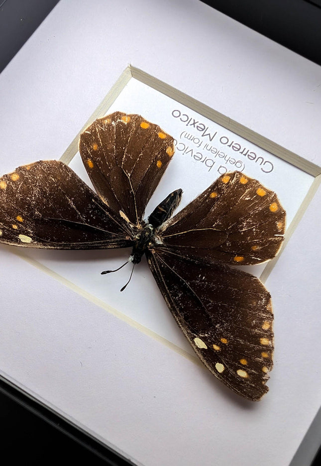 Framed baronia brevicornis butterfly - veracruz, mexico (4x4 inch)