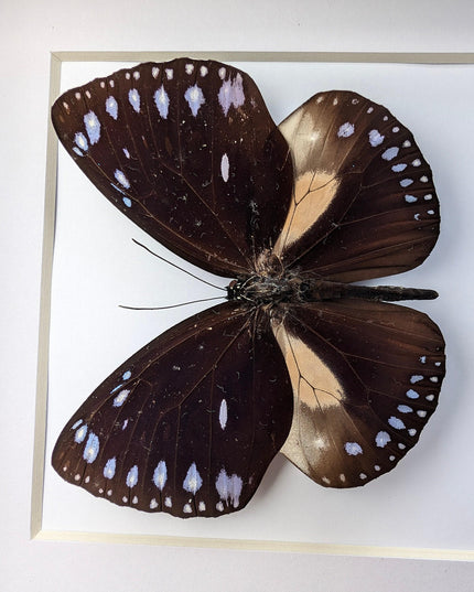 Framed Taxidermy Striped Blue Crow Butterfly, 6x6