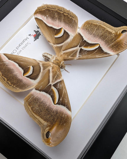 Framed samia wangi moth: ethically sourced entomology wall art