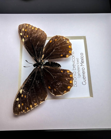 Framed baronia brevicornis butterfly - veracruz, mexico (4x4 inch)