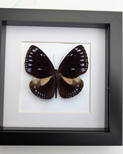 Framed Taxidermy Striped Blue Crow Butterfly, 6x6