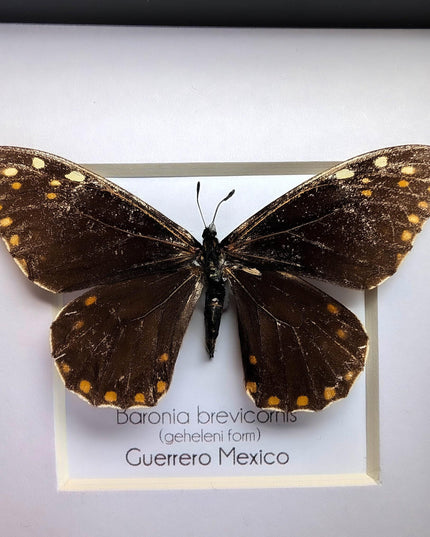 Framed baronia brevicornis butterfly - veracruz, mexico (4x4 inch)