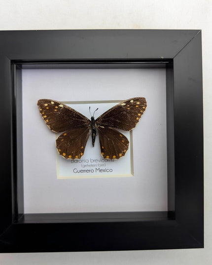 Framed baronia brevicornis butterfly - veracruz, mexico (4x4 inch)
