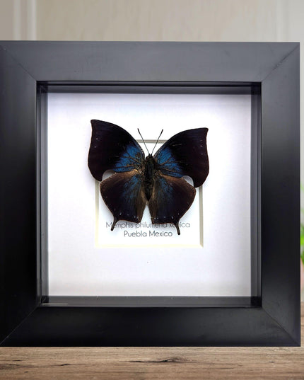 Memphis philumena xenica from puebla, mexico. male. frame 4" x 4"