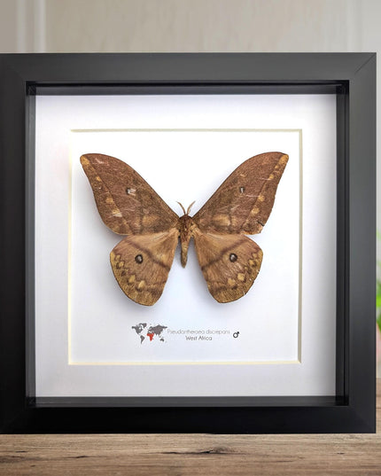 Framed african moth taxidermy: pseudantheraea discrepans entomology wall art