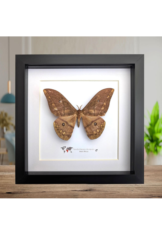 Framed african moth taxidermy: pseudantheraea discrepans entomology wall art