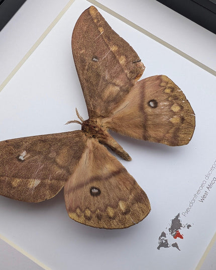 Framed african moth taxidermy: pseudantheraea discrepans entomology wall art