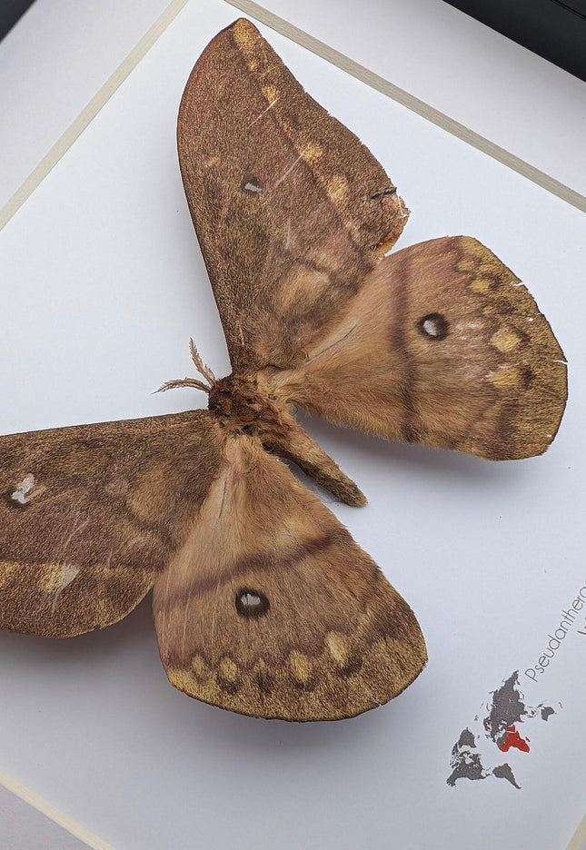 Framed african moth taxidermy: pseudantheraea discrepans entomology wall art