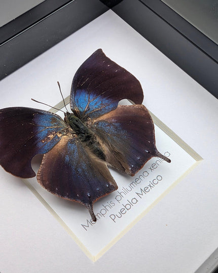 Memphis philumena xenica from puebla, mexico. male. frame 4" x 4"