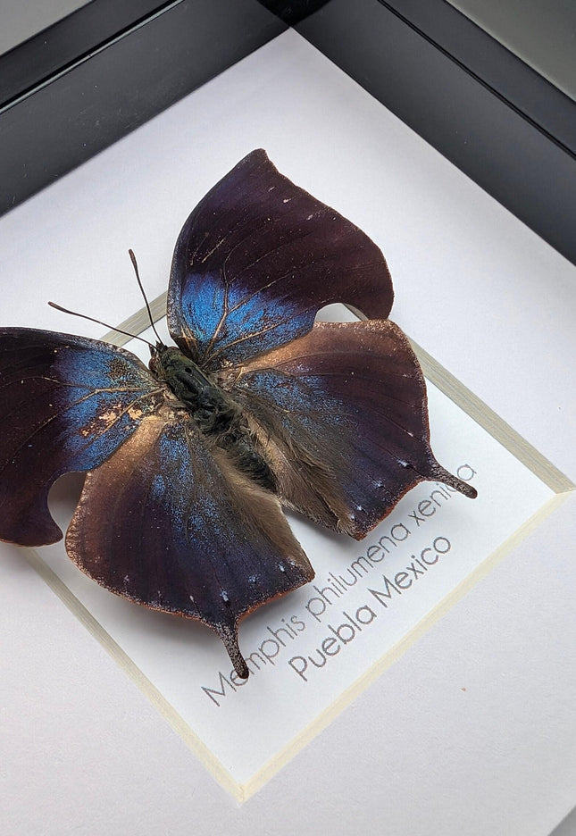 Memphis philumena xenica from puebla, mexico. male. frame 4" x 4"