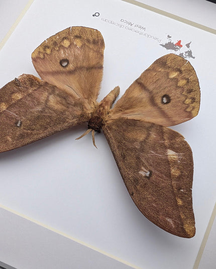 Framed african moth taxidermy: pseudantheraea discrepans entomology wall art