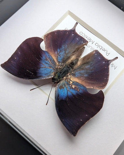 Memphis philumena xenica from puebla, mexico. male. frame 4" x 4"