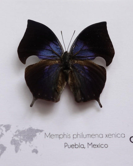 Memphis philumena xenica from puebla, mexico. male. frame 4" x 4"