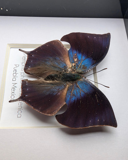 Memphis philumena xenica from puebla, mexico. male. frame 4" x 4"