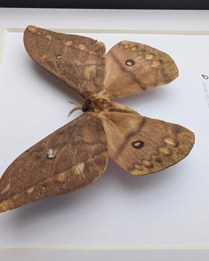 Framed african moth taxidermy: pseudantheraea discrepans entomology wall art