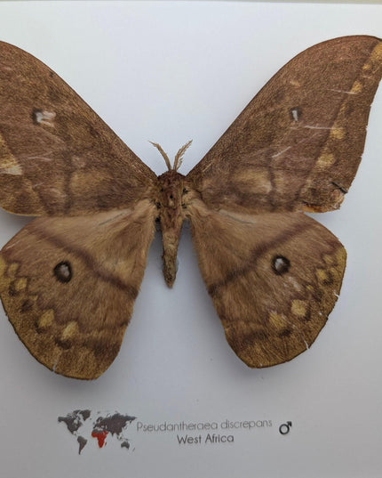 Framed african moth taxidermy: pseudantheraea discrepans entomology wall art