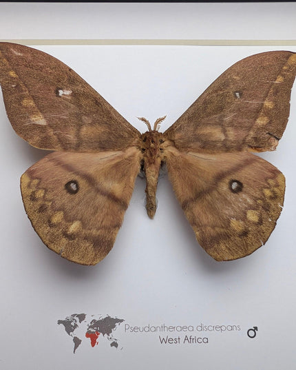 Framed african moth taxidermy: pseudantheraea discrepans entomology wall art
