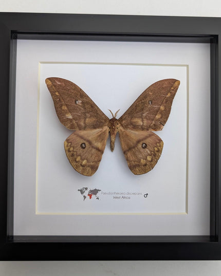 Framed african moth taxidermy: pseudantheraea discrepans entomology wall art