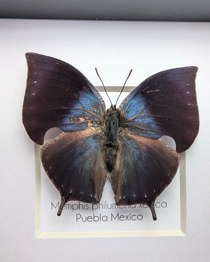 Memphis philumena xenica from puebla, mexico. male. frame 4" x 4"