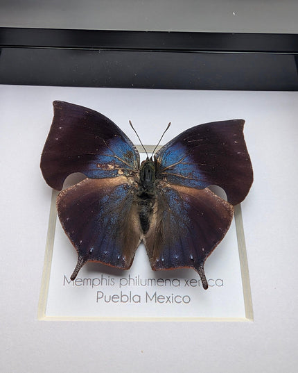 Memphis philumena xenica from puebla, mexico. male. frame 4" x 4"