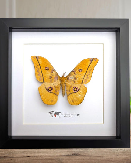 Framed emperor moth taxidermy: gonimbrasia petiveri wall decor