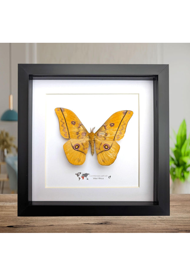 Framed emperor moth taxidermy: gonimbrasia petiveri wall decor