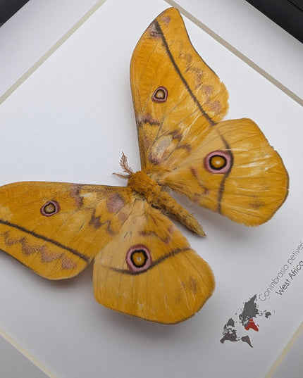 Framed emperor moth taxidermy: gonimbrasia petiveri wall decor