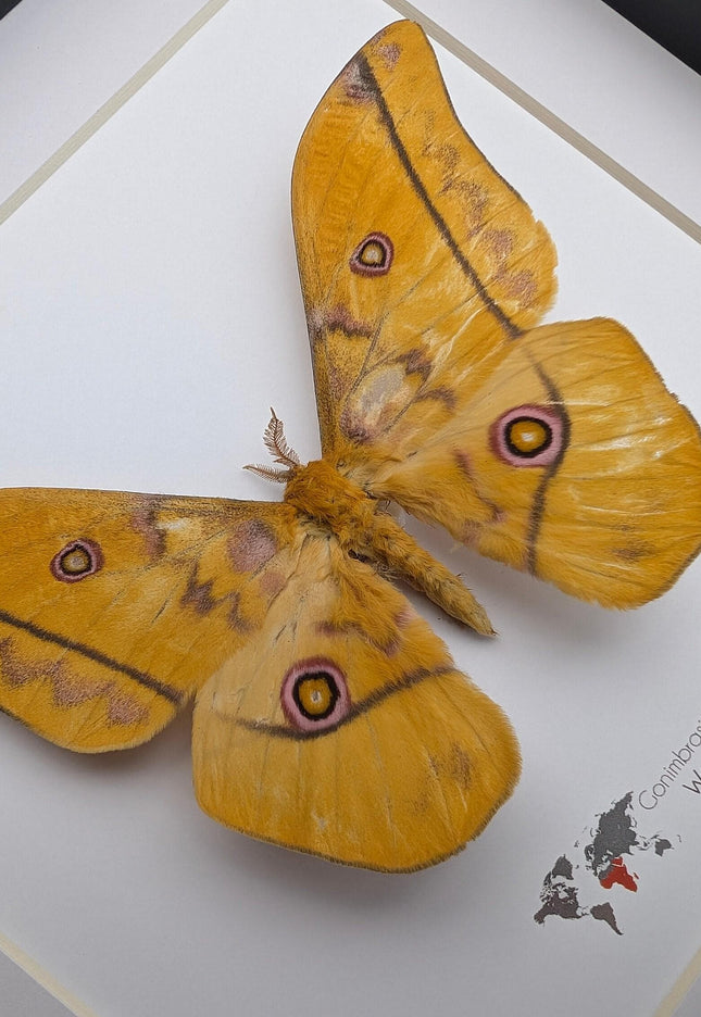 Framed emperor moth taxidermy: gonimbrasia petiveri wall decor