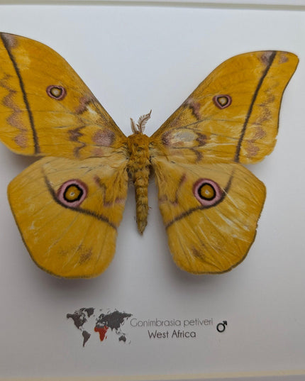Framed emperor moth taxidermy: gonimbrasia petiveri wall decor