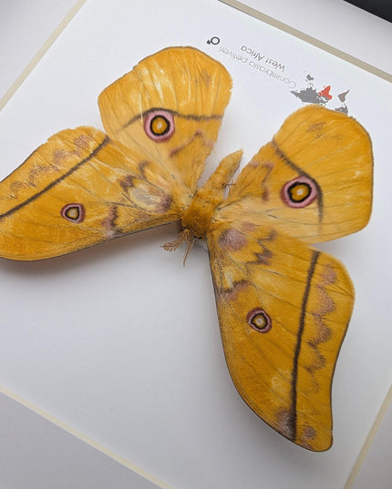 Framed emperor moth taxidermy: gonimbrasia petiveri wall decor