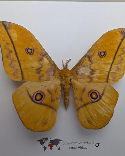 Framed emperor moth taxidermy: gonimbrasia petiveri wall decor